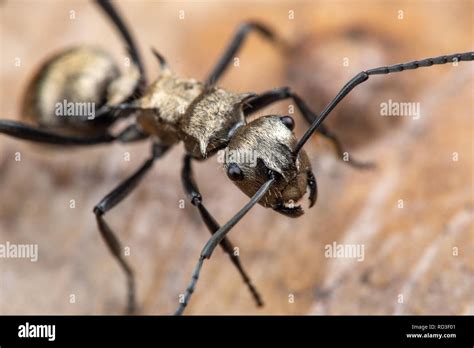Polyrachis sp. golden ant foraging on leaf litter in tropical ...