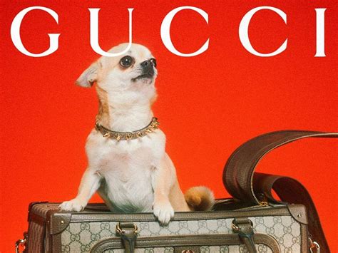 Gucci выпустил коллекцию для домашних питомцев. Смотрим на фото и цены
