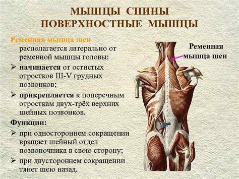 ПЛАН ЛЕКЦИИ I. Мышцы груди (поверхностные, глубокие).