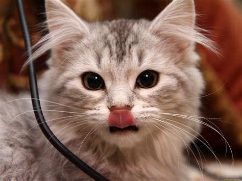 Котик показывает язык - картинки и фото koshka.top