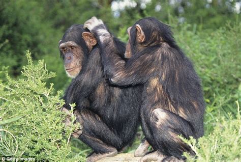 Bromance can make chimps more attractive: Apes that are friends with ...