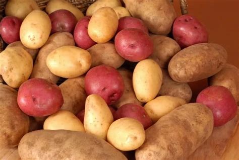 Какая картошка лучше для жарки красная или белая