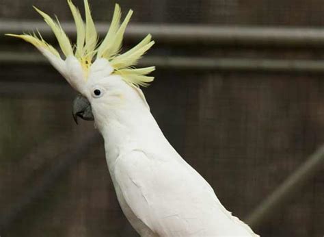 cockatoo parrot price  pakistan  taj birds