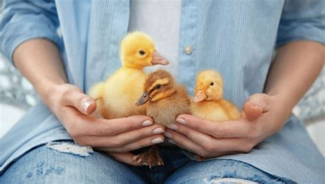 15 Common Duck Diseases and How To Prevent Them