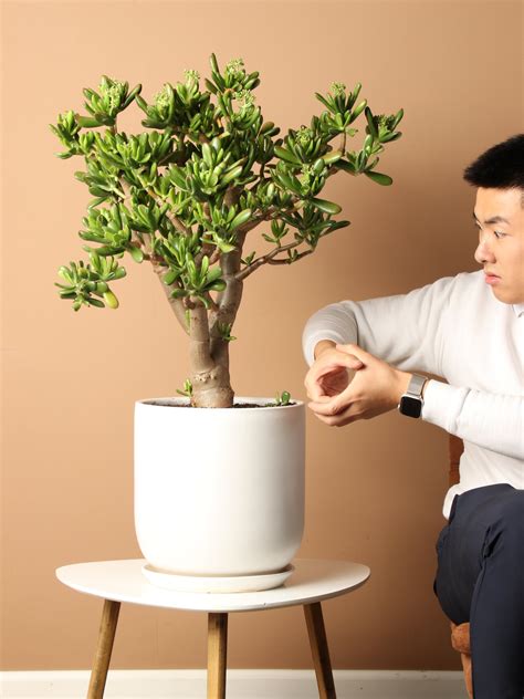 3-5 FT Jade Succulent Bonsai (Crassula) – Dahing Plants