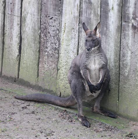 Common wallaroo - ZooChat