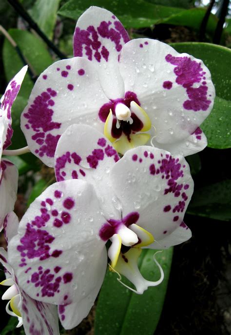 "Orchids Galore" | ***PLEASE!!! NO MULTI-GROUP OR STRING GRO… | Flickr
