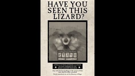 Untitled — Have you seen this lizard?