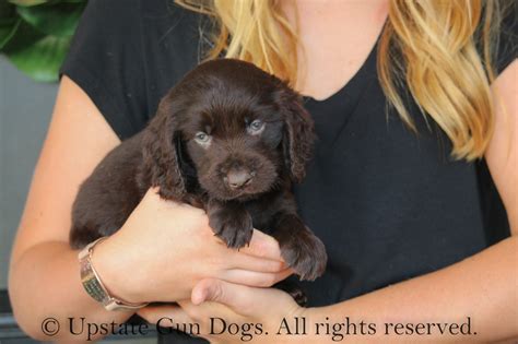 Boykin Spaniel Puppies – Boykin Spaniels and other Gun Dogs Available ...