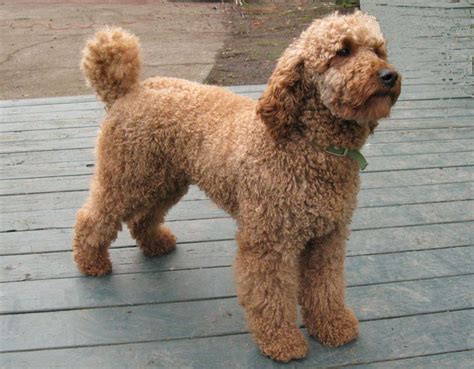 Labradoodle Goldendoodle Mix