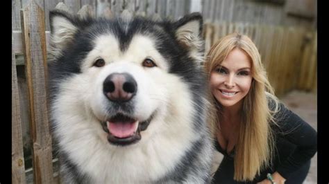 giant alaskan malamute dogs grooming  care giant alaskan malamute malamute dog alaska dog
