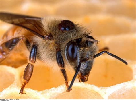 Comment les abeilles œuvrent contre la calvitie