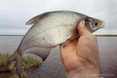 Синец (Abramis ballerus) | FishingBY.com