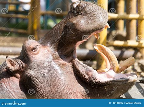 Hippo Teeth Stock Photo | CartoonDealer.com #59545614