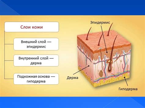 СОМАТОСЕНСОРНЫЕ ОРГАНЫ. КОЖА. КОЖНЫЙ АНАЛИЗАТОР - презентация онлайн