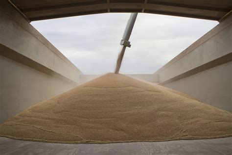 Canada supplements Ukrainian grain shortage - Chamber of Shipping