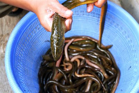 What Does Eel Taste Like: Bland or Delicious? - On The Gas | The Art ...