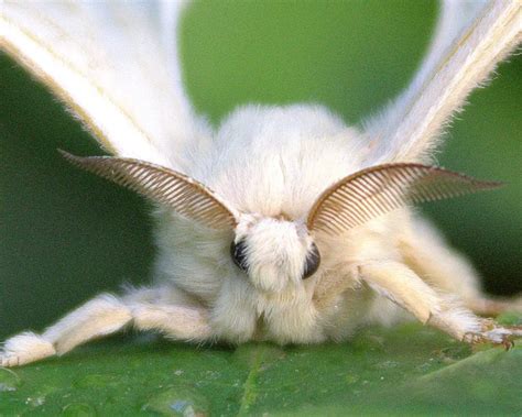 Bombyx mori - Facts, Diet, Habitat & Pictures on Animalia.bio