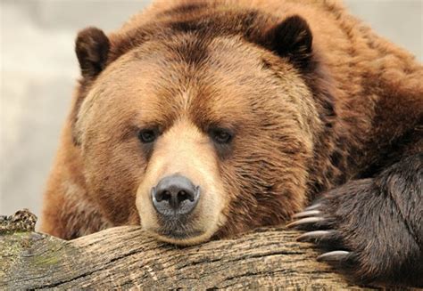 Quantos Anos Vive Um Urso - Tempo de Vida do Urso e Ciclo de Vida de Cada Espécie | Mundo Ecologia