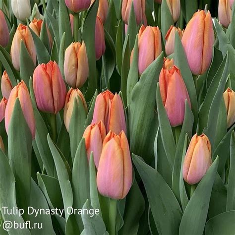 Tulip Dynasty Orange | Growing tulips, Tulips, Spring tulips