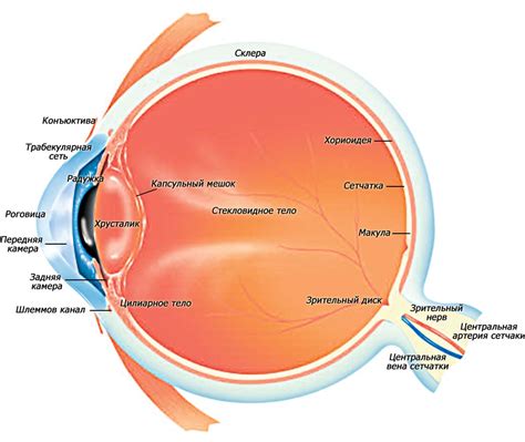 20 Anatomy Of The Eye Ideas Anatomy Eye Anatomy Eyes - Bank2home.com