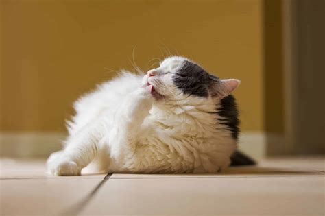 how to know if my cat is bored
