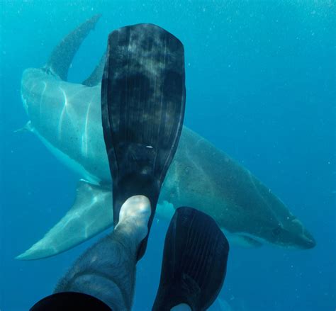 Swimming with a friendly giant (shark) : r/sharks