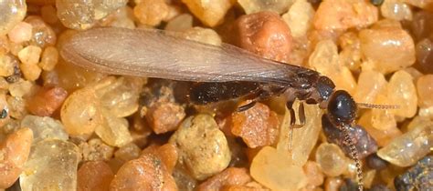 How To Identify Formosan Termite Swarmers | ABC Blog