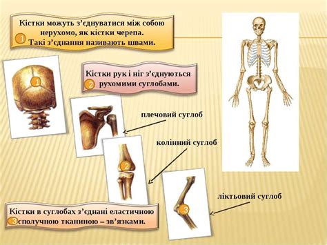 Опорно-рухова система - презентація з різне