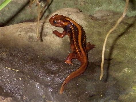 Emperor Newt