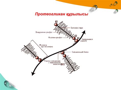 Гликопротеиндердің құрылысы мен биологиялық функциялары - презентация ...