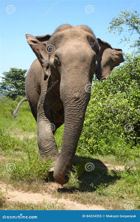 asian elephant front view stock image image  movement