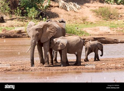 African river wildlife hi-res stock photography and images - Alamy