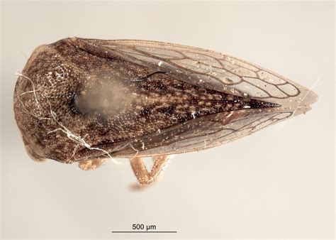 monarchdetailed collection record information