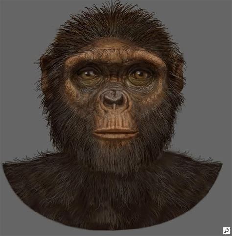Ardipithecus ramidus | Human fossils, Ancient humans, Human