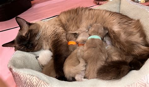 Ragdoll | Freedom Ragdolls | Basehor