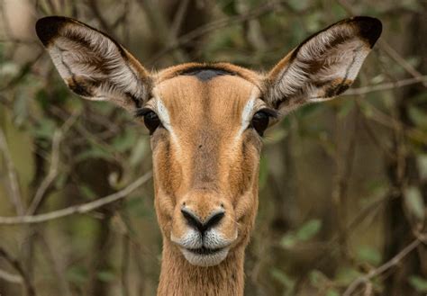 Cute wild deer with fluffy soft ears · Free Stock Photo