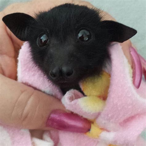 Cute Baby Bats | [+] CUTE BABY