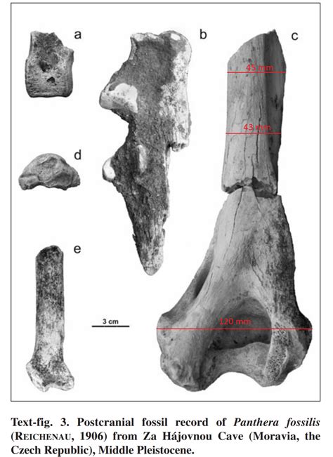 The Cave Lion (Panthera spelaea and Panthera fossilis)