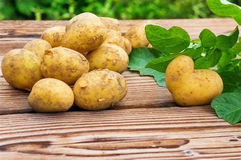 Сорта картофеля в Беларуси: описание картошки белорусской селекции ...