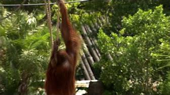 ZOOTUBE - YouTube