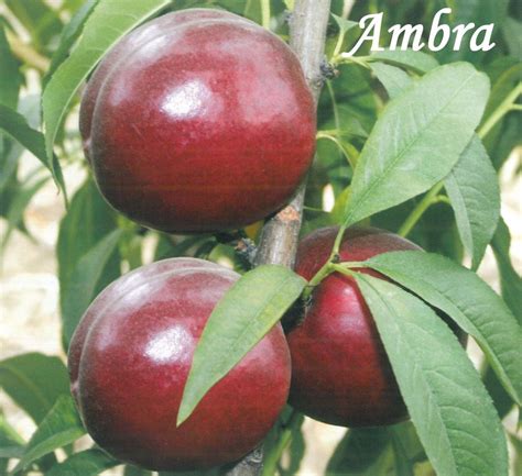 AMBRA
