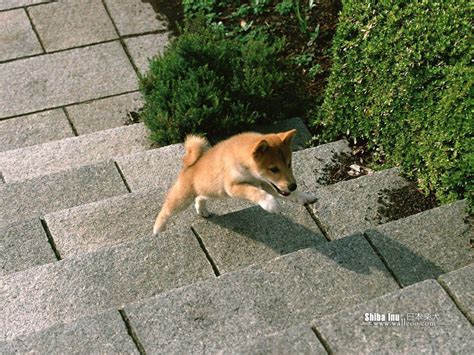 Shiba Inu Wallpapers - Wallpaper Cave