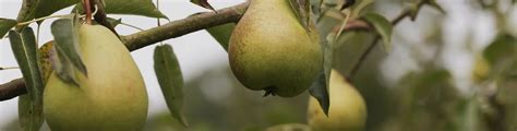 Recept päron - alla våra päronrecept | ICA