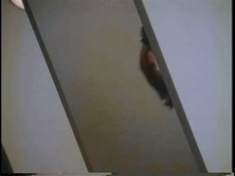 Peek GIFs - Find & Share on GIPHY