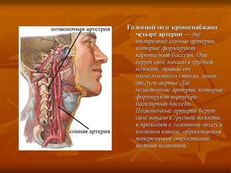 Кровоснабжение головного мозга - презентация онлайн