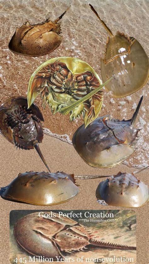 The Fascinating World of Horseshoe Crabs