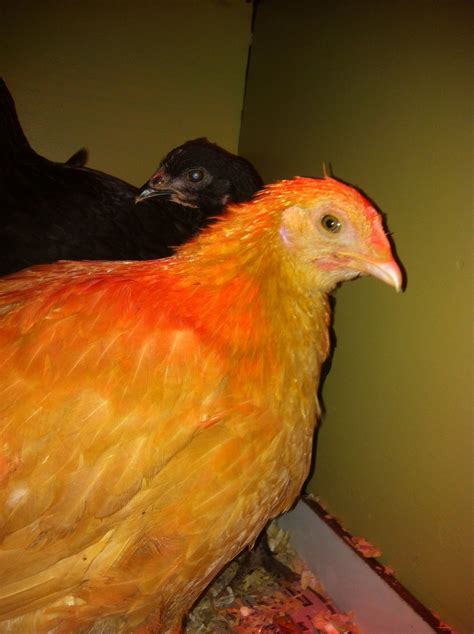 Sal (lemon cuckoo) | BackYard Chickens - Learn How to Raise Chickens