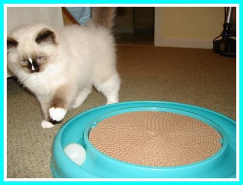 Cool Cat Scratching Tools to Train Your Cat - ManagedMoms.com
