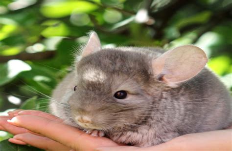 Chinchillas
